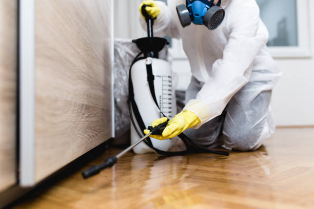 Best Flea Control Services  in New Braunfels, TX