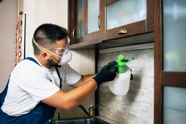 Best Wasp Removal Services  in New Braunfels, TX