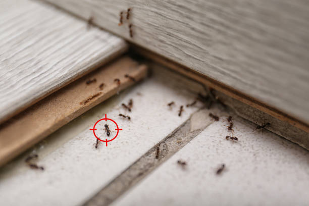 Best Pest Prevention Services  in New Braunfels, TX