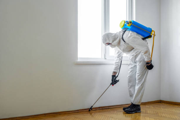 Best Local Pest Control Services  in New Braunfels, TX