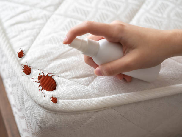 Best Ant Control Services  in New Braunfels, TX