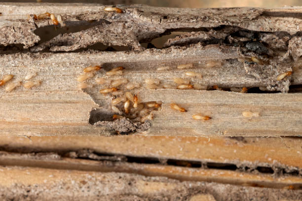 Best Pest Removal Services  in New Braunfels, TX