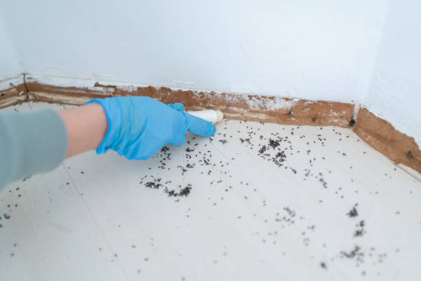 Best Best Pest Control Companies  in New Braunfels, TX